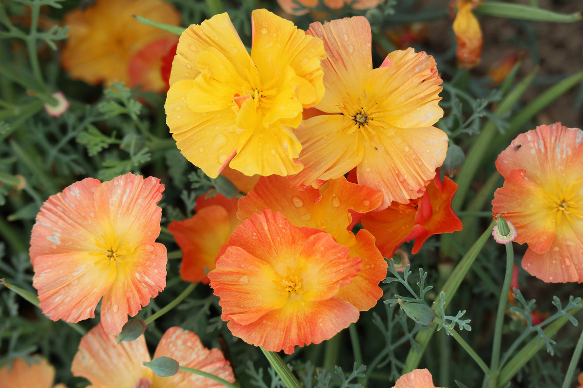 Mixed Colors California Poppy (Ballerina / Mission Bells) Eschscholzia Californica Flower Seeds – photo 6