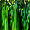 250 GARLIC CHIVE Allium Tuberosum Vegetable Seeds
