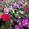 100 DWARF Little MIX PERIWINKLE / Vinca Rosea Flower Seeds