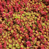 150 MIXED SEDUM Stonecrop Succulent Groundcover Red White Yellow Pink Purple Flower Seeds