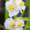 500 White Broadleaf ARROWHEAD Sagittaria Latifolia POND WETLAND Flower Seeds