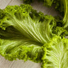 3000 Southern GIANT CURLED MUSTARD Ostrich Plume Brassica Juncea Vegetable Herb Seeds