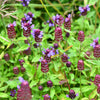100 HEAL ALL Self Heal Prunella Vulgaris Purple Herb Flower Seeds