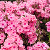 100 PINK DRUMMOND PHLOX Phlox Drummondii Flower Seeds