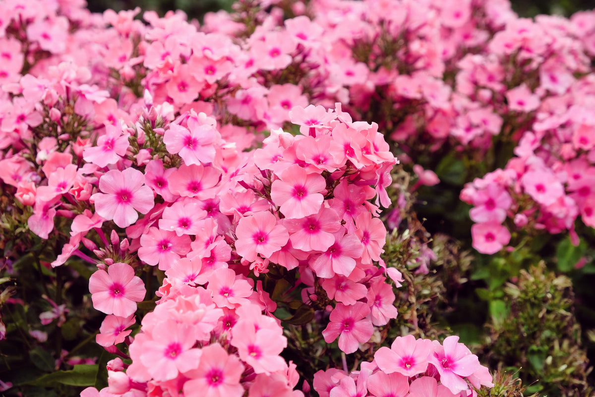 Mixed Colors Drummond Phlox Mix Seeds – Pink, Red, & White Phlox Drummondii Flower – photo 13
