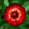 100 Red FIRE BALL STRAWFLOWER Helichrysum Monstrosum Flower Seeds