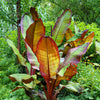 5 RED ABYSSINIAN BANANA Musa Ensete Ventricosum Flowering Fruit Tree Seeds