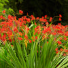 10 RED LUCIFER CROCOSMIA Crocosmia Masoniorum Flower Seeds