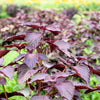 Purple Shiso