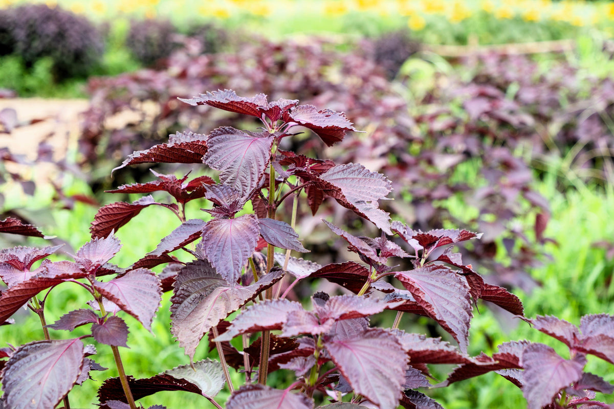 Purple Shiso