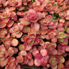 50 Red DRAGONS BLOOD SEDUM Stonecrop Sedum Spurium Flower Seeds