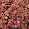 150 MIXED SEDUM Stonecrop Succulent Groundcover Red White Yellow Pink Purple Flower Seeds