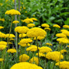 250 GOLD Golden Yellow YARROW Achillea Filipendulina Flower Seeds