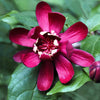10 SWEETSHRUB Carolina Allspice Fragrant Calycanthus Floridus Shrub Flower Seeds