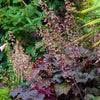 50 Palace Purple HEUCHERA / CORAL BELLS Micrantha Flower Seeds