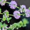 200 PENNYROYAL Mint Mentha Pulegium Herb Purple Flower Seeds