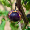 50 PURPLE TOMATILLO Husk Tomato Physalis Ixocarpa Fruit Vegetable Seeds