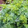50 YELLOW RUE Herb of Grace Common Ruta Graveolens Fragrant Evergreen Flower Seeds