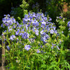100 BLUE PEARL POLEMONIUM ( Jacobs Ladder ) Polemonium Caeruleum Flower Seeds