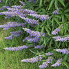 25 CHASTE BERRY TREE Vitex Agnus Castus Monk's Pepper Purple Fragrant Flower Seeds