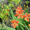 10 FRECKLEFACE BLACKBERRY LILY (Leopard Lily) Belamcanda Chinensis Iris Domestica Flower Seeds