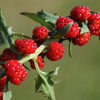 100 STRAWBERRY STICKS / SPINACH Chenopodium Foliosum Fruit Berry Seeds