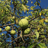 10 HEDGE APPLE Osage Orange Horse Apple Monkey Ball Maclura Pomifera Tree Seeds