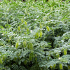 15 CHICK PEA / Garbanzo BEAN Chickpea Cicer Arientum Vegetable Seeds