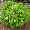 200 SPICY GLOBE BASIL Ocimum Basilicum Herb Flower Seeds