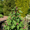 100 GIANT GOOSEFOOT Chenopodium Giganteum Purple Magenta Spreen Vegetable Seeds