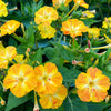 75 MIXED FOUR O CLOCK aka Marvel of Peru Mirabilis Jalapa Flower Seeds