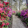 25 MIXED COLORS AZALEA Rhododendron spp. Red, Pink, Purple, White Flower Shade Bush Shrub Seeds