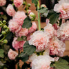 50 SUMMER CARNIVAL HOLLYHOCK Double Mixed Colors Red Pink White Yellow Peach Alcea Rosea Flower Seeds