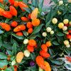 25 BOLIVIAN RAINBOW PEPPER Multi Colored Chili Capsicum Annuum Vegetable Seeds