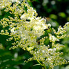 75 SMOOTH SUMAC TREE Red Berries Rhus Glabra Borealis Seeds