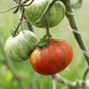 50 CHOCOLATE STRIPES TOMATO Brown with Green Lycopersicon Fruit Vegetable Seeds