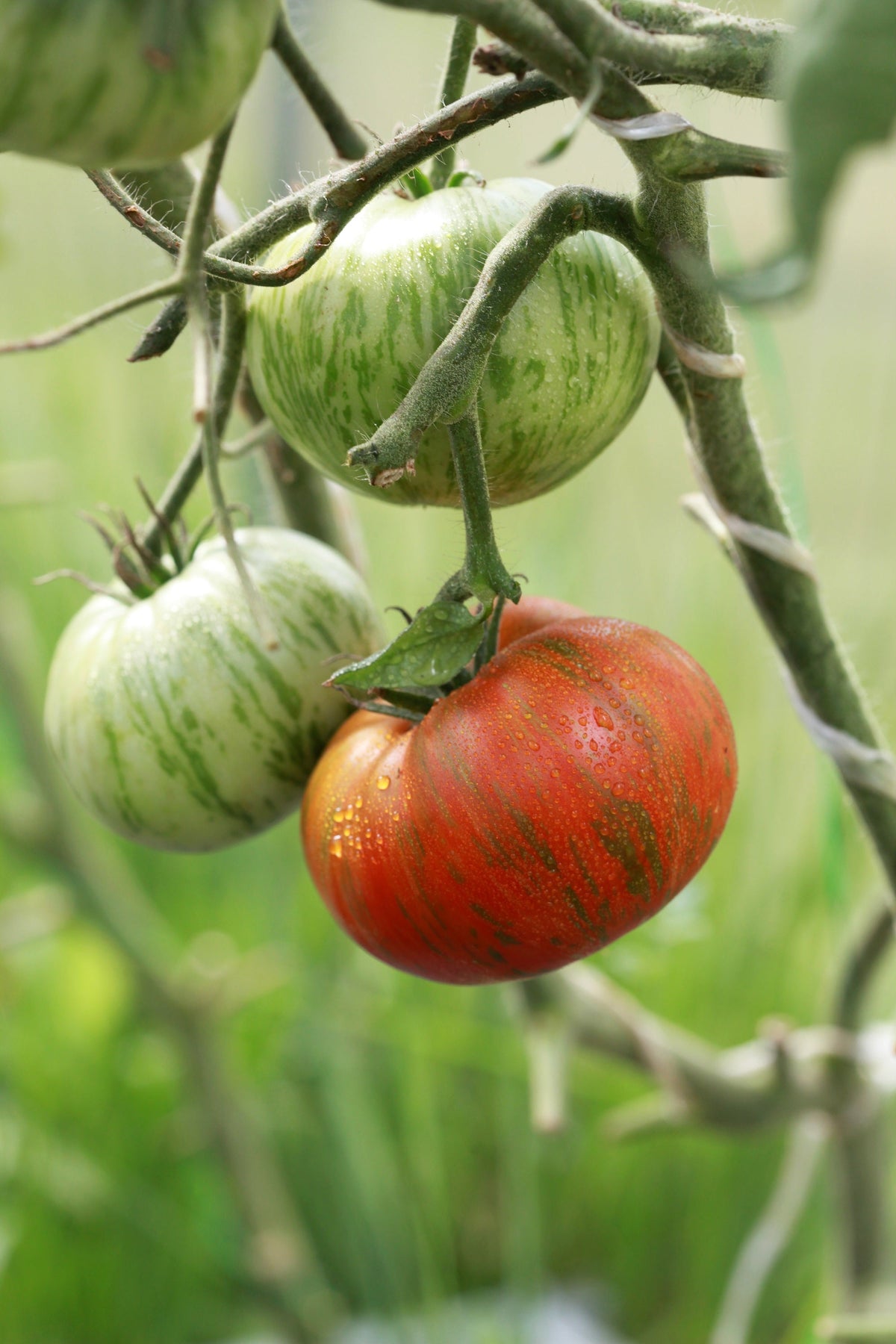 Chocolate Stripes Tomato Seeds – Brown with Green Lycopersicon Fruit Vegetable – photo 4