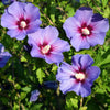 1000 BULK Mixed Colors ROSE Of SHARON HIBISCUS Syriacus Flower Tree Shrub Seeds