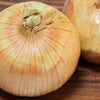 Texas Early Grano Onion Seeds – Large Sweet Yellow Allium Cepa Vegetable – photo 2