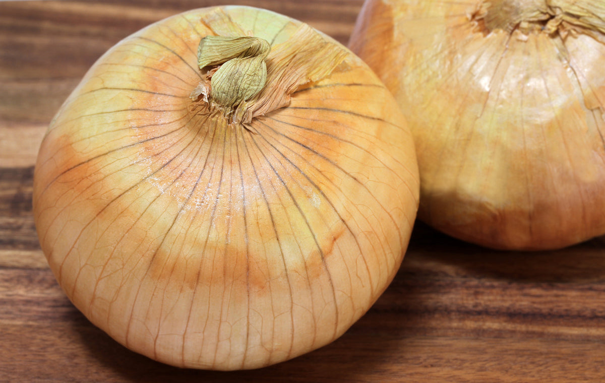 Texas Early Grano Onion Seeds – Large Sweet Yellow Allium Cepa Vegetable – photo 2