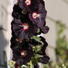 25 BLACK HOLLYHOCK Alcea Rosea Nigra Flower Seeds