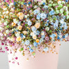 1000 White BABY'S BREATH 'Covent Garden' Gypsophila Elegans Flower Seeds