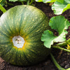 50 ROUND ZUCCHINI Summer SQUASH Cucurbita Pepo Vegetable Seeds