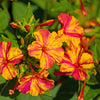 75 MIXED FOUR O CLOCK aka Marvel of Peru Mirabilis Jalapa Flower Seeds