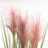 200 Ornamental PINK PAMPAS GRASS Cortaderia Selloana Rosea Seeds