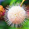 50 BUTTONBUSH / HONEYBALL Cephalanthus Occidentalis White Hummingbird Flower Bush Shrub Seeds