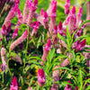Flamingo Feather Wheat Celosia Spicata Pink & White Flower Seeds – photo 8