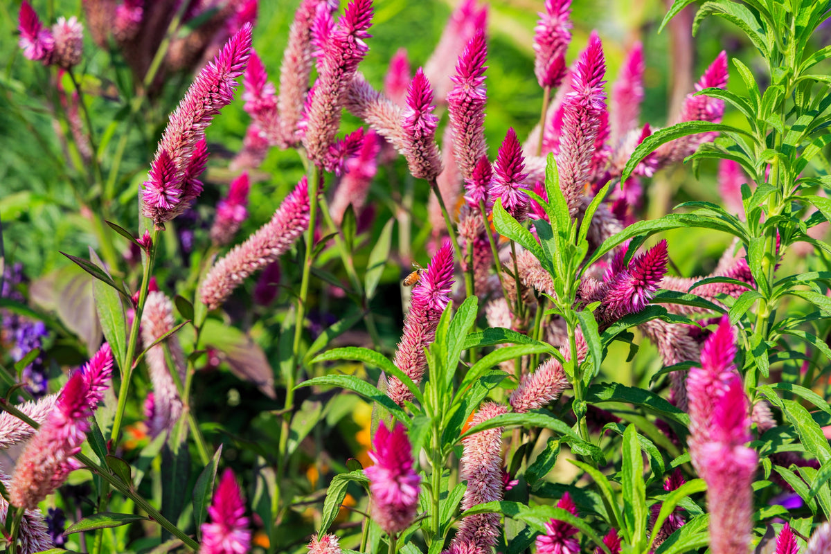 Flamingo Feather Wheat Celosia Spicata Pink & White Flower Seeds – photo 8