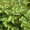 200 Great BURDOCK Arctium Lappa (Edible Burdock / Cockle-Button / Beggar's Buttons) HERB Flower Seeds