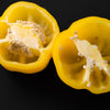 50 YELLOW Cheese PIMENTO PEPPER Capsicum Annuum Vegetable Seeds